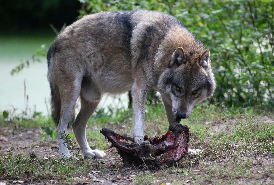 Wolf im Wildpark Schorfheide a Patrick Pleul