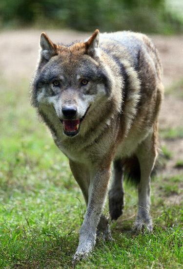 Wolf im Wildpark Schorfheide a Patrick Pleul