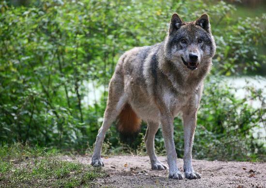 Wolf im Wildpark Schorfheide a Patrick Pleul