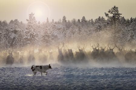 Reindeers - North of Russia