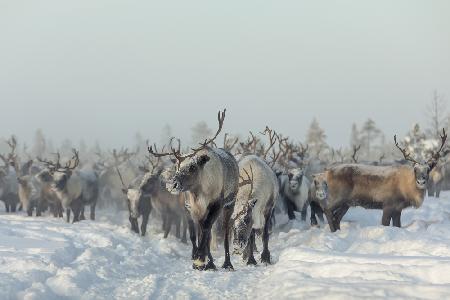 Reindeers