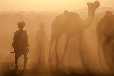 rajasthani shepherds