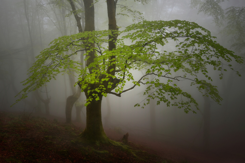 Green leaves. a Pedro Uranga