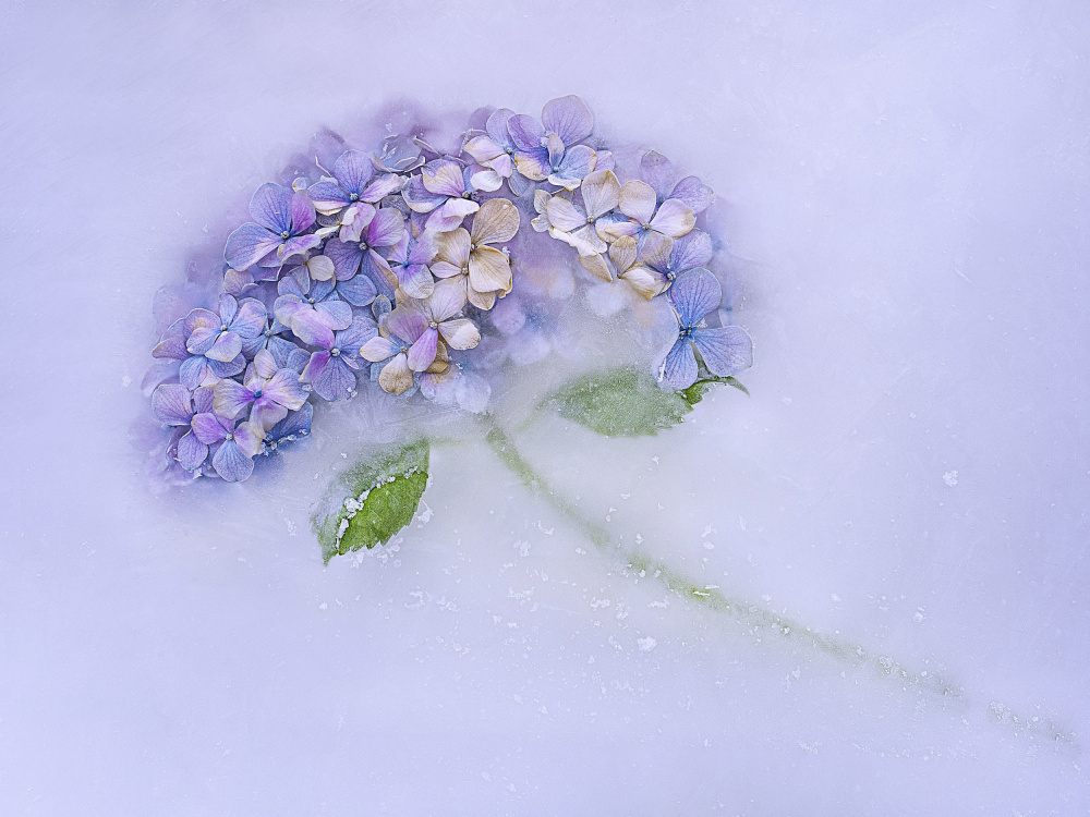 Hidrangen flower among the ice. a Pedro Uranga