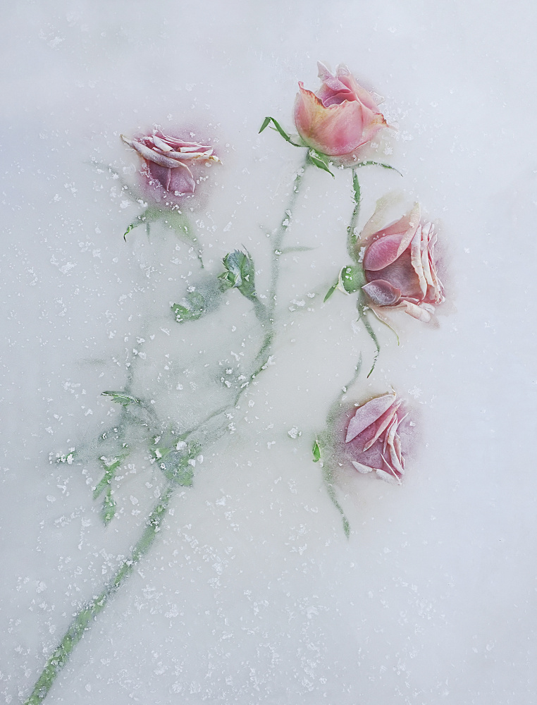 Roses among the ice. a Pedro Uranga