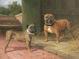A Red Bulldog and Brindle Bulldog by a Barn