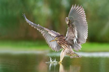 Night heron