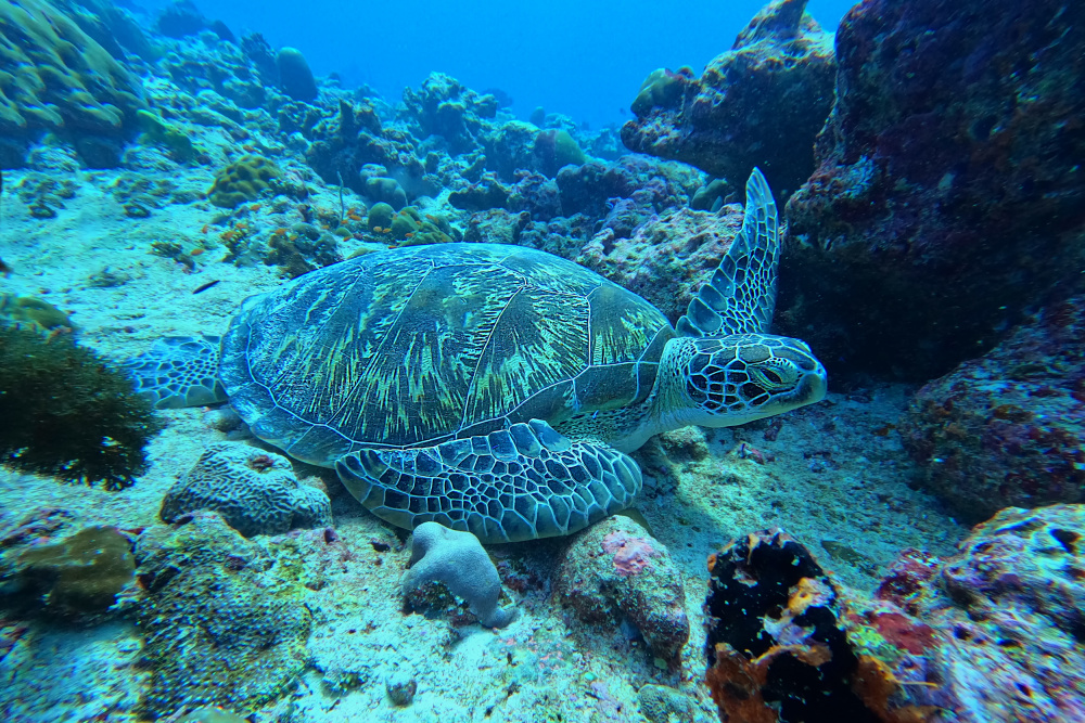Deep sea turtle a PETER BALANTIC