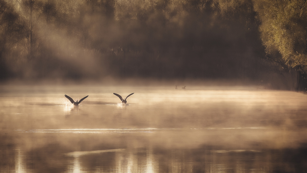 The Early Morning Ducks a Peter Dewever