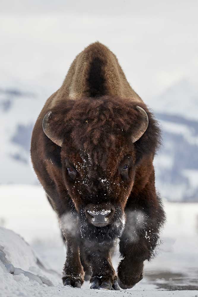 Bison Incoming a Peter Hudson