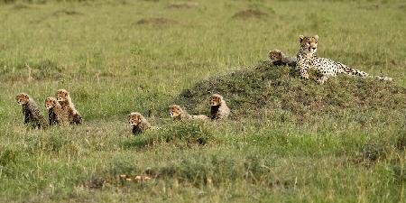 Cheetah with 7 cubs!
