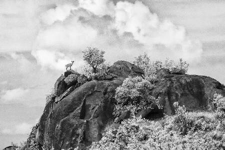 Klipspringer Kopjes