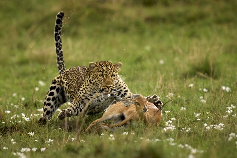 Leopard Surprise a Peter Hudson