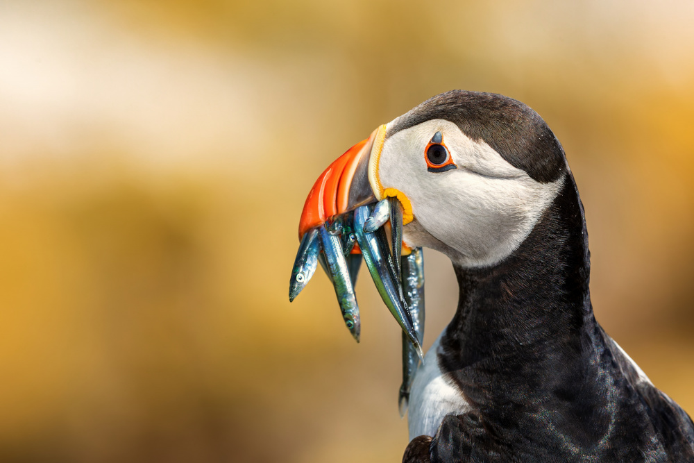 Saltee Islands - Atlantic Puffin a Peter Krocka