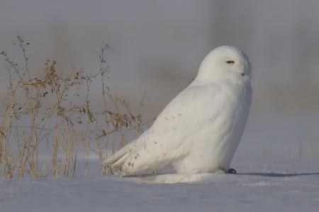 White  Ghost