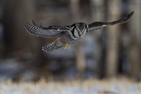 Vole Hunter