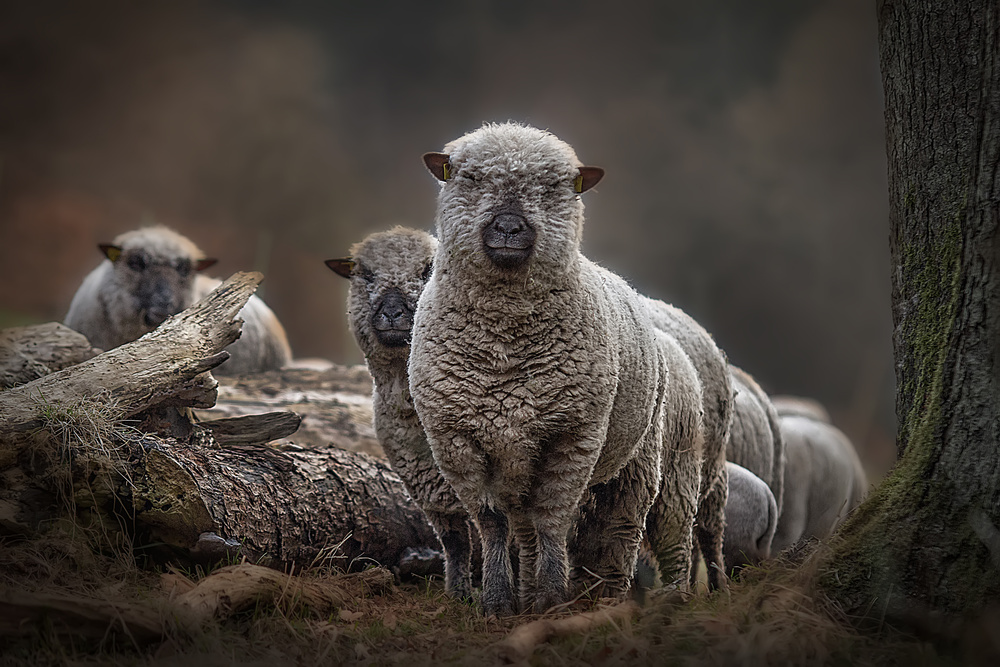Sheeps a Peter Wagner