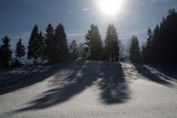 Bäume mit Schatten in Winterlandschaft a Peter Wienerroither
