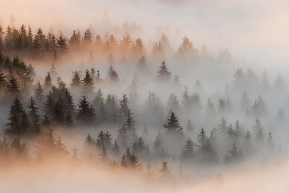 Misty forrest a Petr Poppl