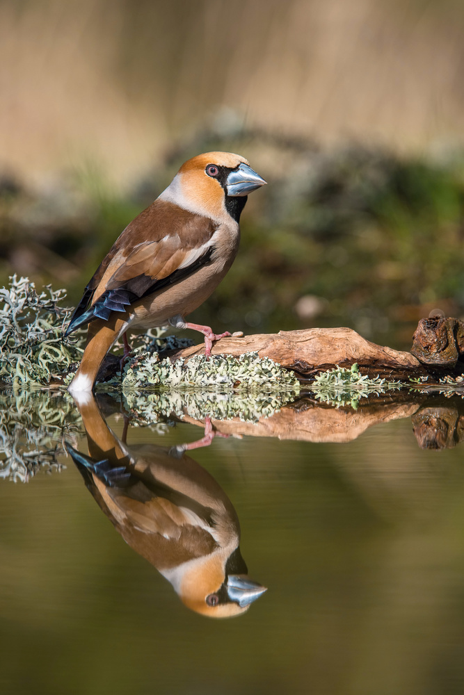 The Hawfinch, Coccothraustes coccothraustes a Petr Simon