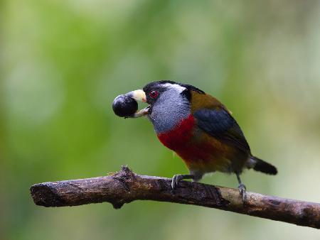 The Toucan Barbet, Semnornis ramphastinus