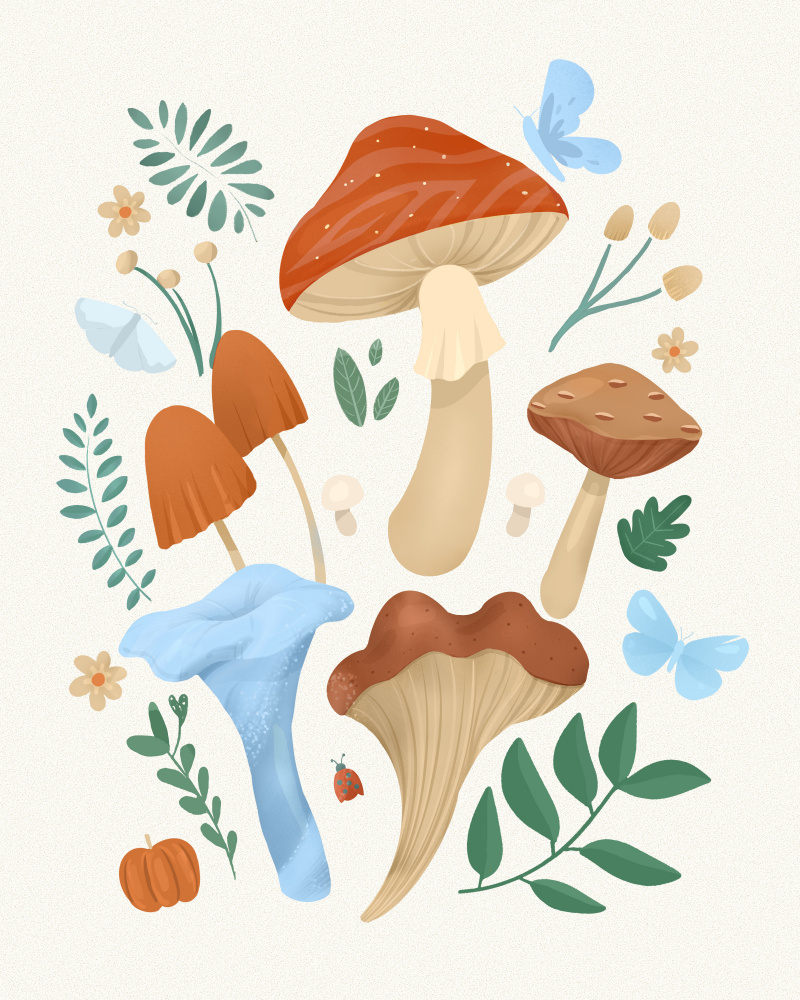 Fungi a Petra Lizde