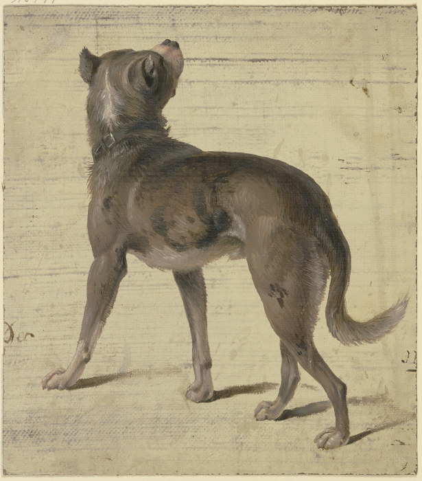 Dog a Philipp Rumpf