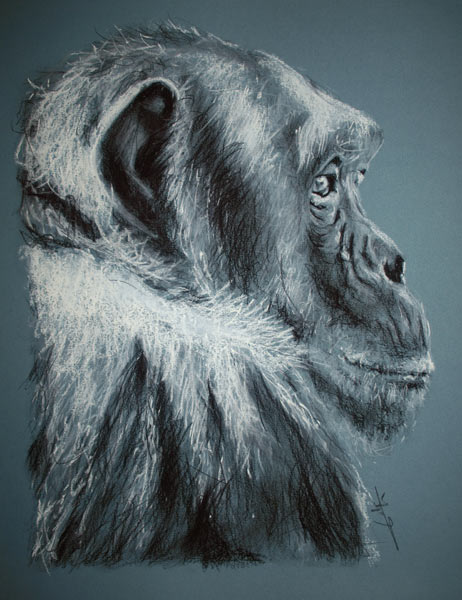 Chimpanzé de profil a Philippe Flohic