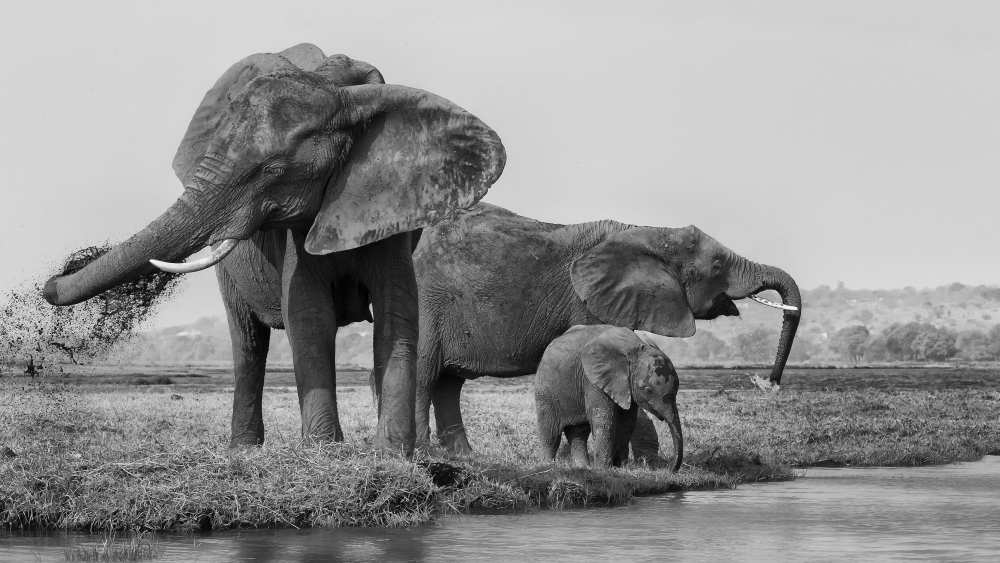 The family of elephants a Phillip Chang