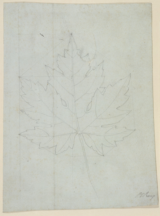 Maple leaf a Phillip Otto Runge