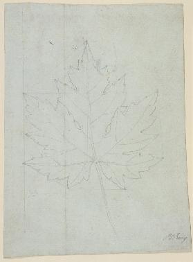 Maple leaf