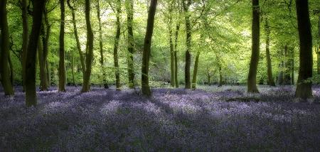 Evening Bluebells