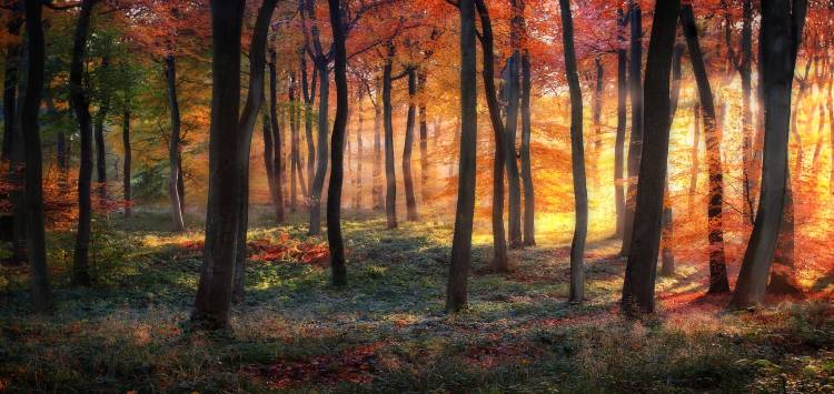 Autumn Woodland Sunrise a Photokes