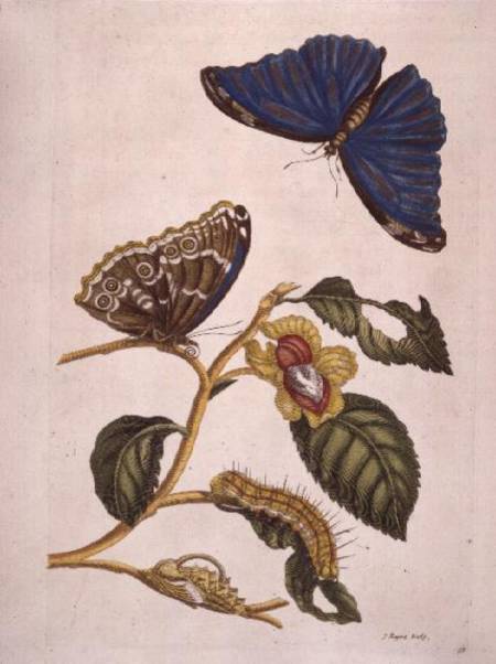 Butterflies and Caterpillars a P.Huytec