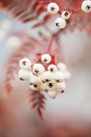 Berries on a twig