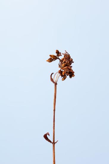 Dried brown plant_1