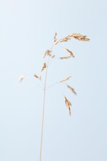 Dried single grass straw_2