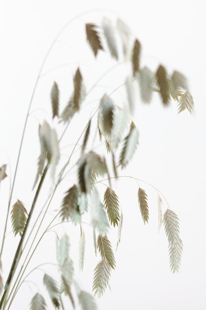 Dried Grass_natural a Pictufy Studio III