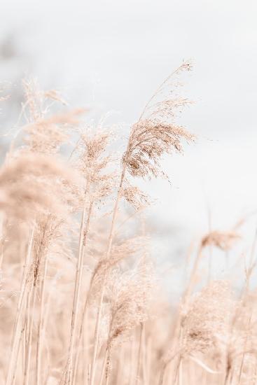 Grass Reed and sky_1