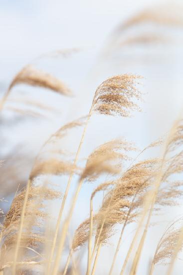 Grass Reed and sky_2