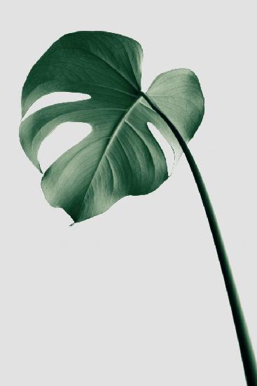 Monstera Natural 36