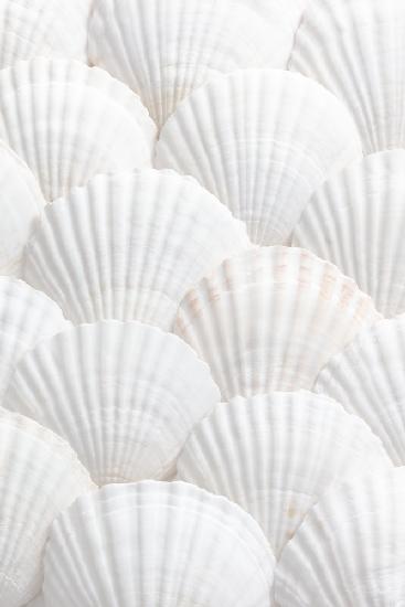 Shells_3