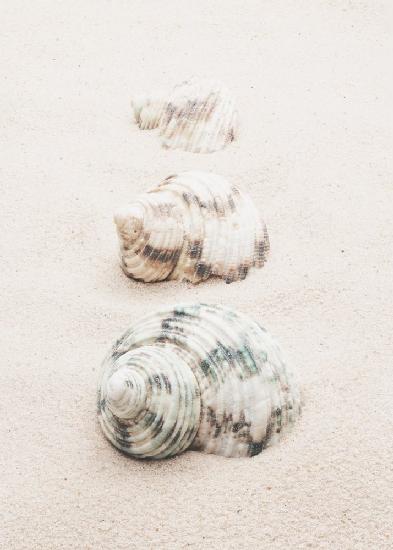 Shells