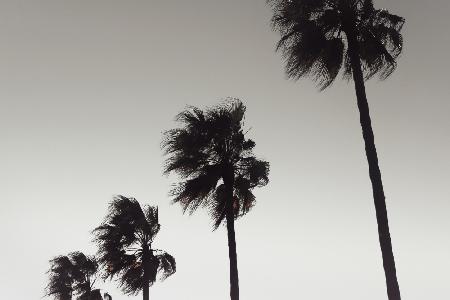 Palm_004