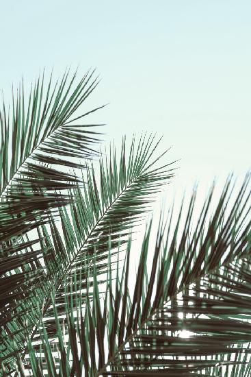 Palm leaves, sky_1