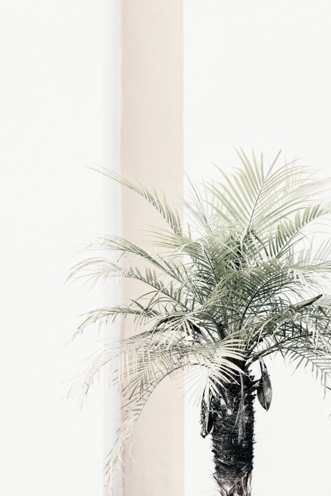 Palm tree a Pictufy Studio III