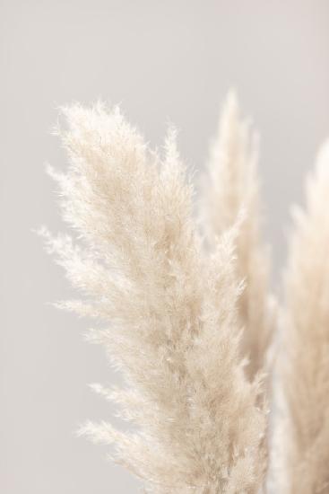 Pampas Grass Grey 03