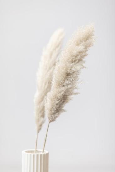 Pampas Grass Grey 11