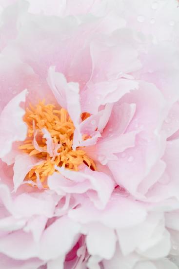 Peony_8