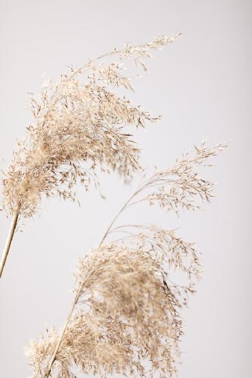 Reed Grass Grey 06